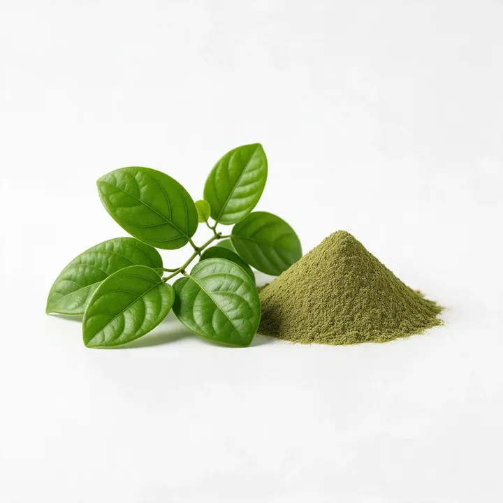 Fresh green leaves next to a mound of green leaf powder, the form a leaf extract such as gymnema starts from